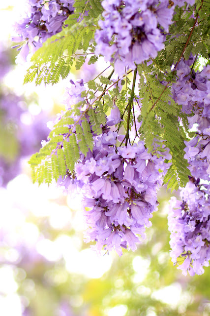 Purple Jacaranda Trees in Santa Monica, CA.