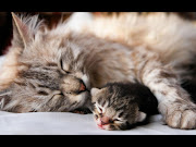 Tag: Cats Mother Wallpapers, Images, Photos and Pictures for free (cats mother)