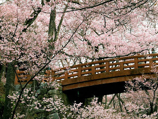 Cherry_Blossom_Wallpaper