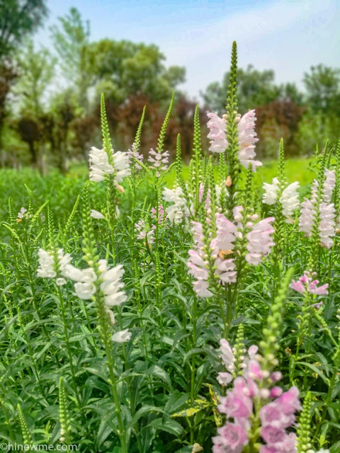 14tips| Are you looking for flower landscape photography skills?