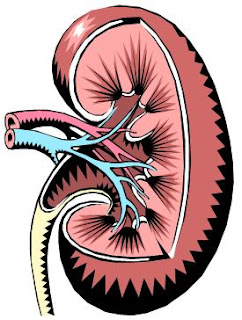 Kidney clipart