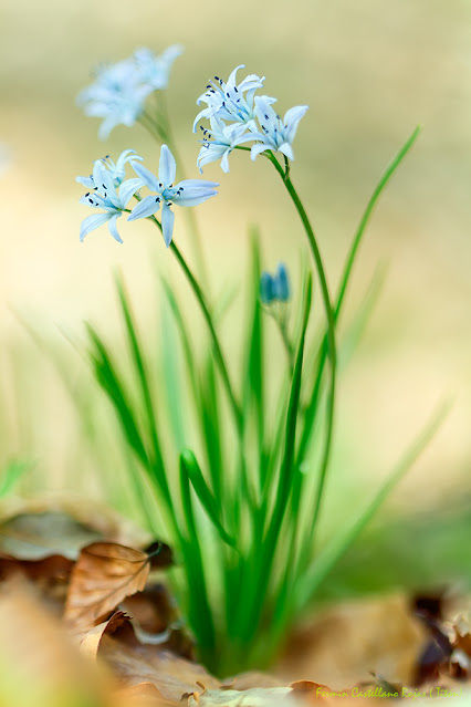 Flores de bosque