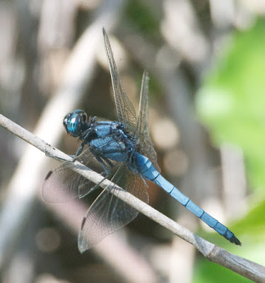 Orthetrum glaucum