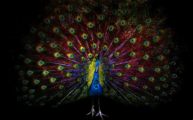 Imagenes de Plumas y Colas de Pavo Real