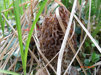 Hidden morel, Morchella elata