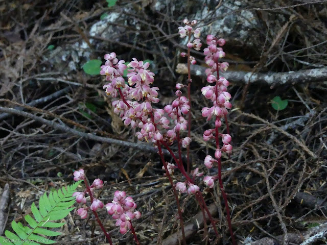 pink flowers hanging in a tower with no leaves below