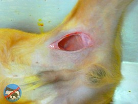 Parasita de 64 cm retirada da perna de cão2