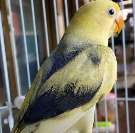 87 Jenis  Warna  Burung Lovebird  Termahal