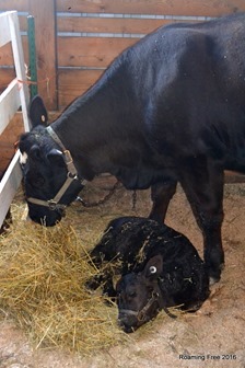 11 day old calf