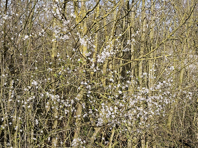 Plum blossom is scatted among the stems of hazel bushes