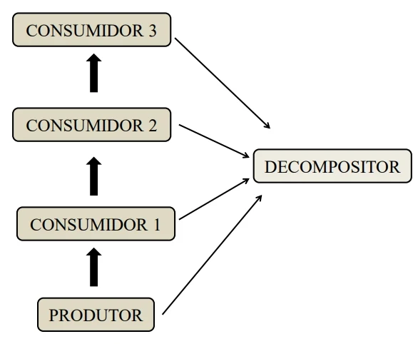 A estrutura de qualquer ecossistema sempre apresenta três categorias de organismos que ocupam níveis tróficos distintos, conforme o esquema que se segue.