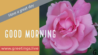 Good Morning Words with Pink Rose flower Image