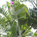 The Banana Tree Gardens of Sorrento