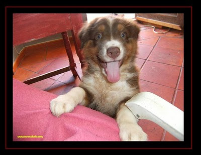 cachorro Pastor Australiano