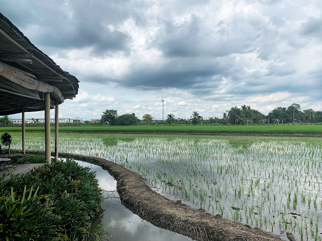 rice fields at Chata Thamachart Cafe, Nakhon Pathom, Thailand