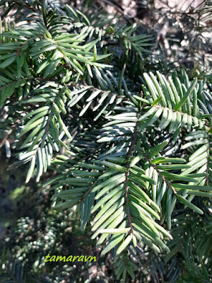 Тис остроконечный (Taxus cuspidata)