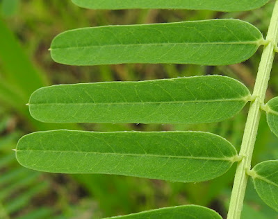 田菁的小葉