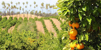 Citrus groves in the drought-hit US state of California. (Image Credit: David Fulmer / Flickr) Click to Enlarge.