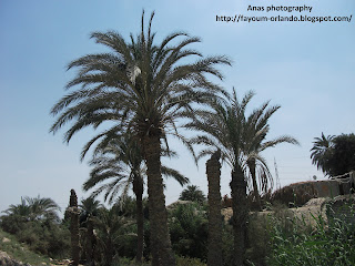 عين السبعه بعزبه الشويب بمركز اطسا من العيون الطبيعيه بالفيوم