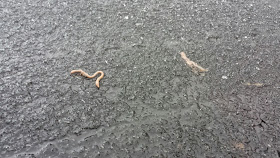 frosty earthworms