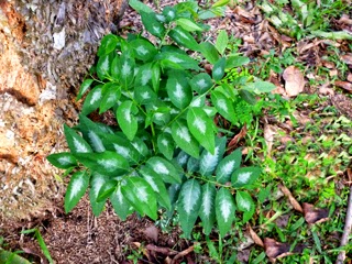 sapling of Sweet Leaf - Japan Batu or Katuk
