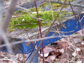 moss on picnic bench