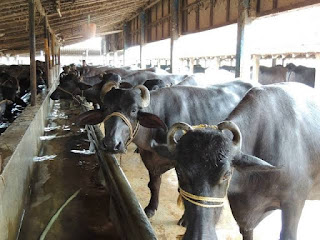 Loans-for-agribusiness