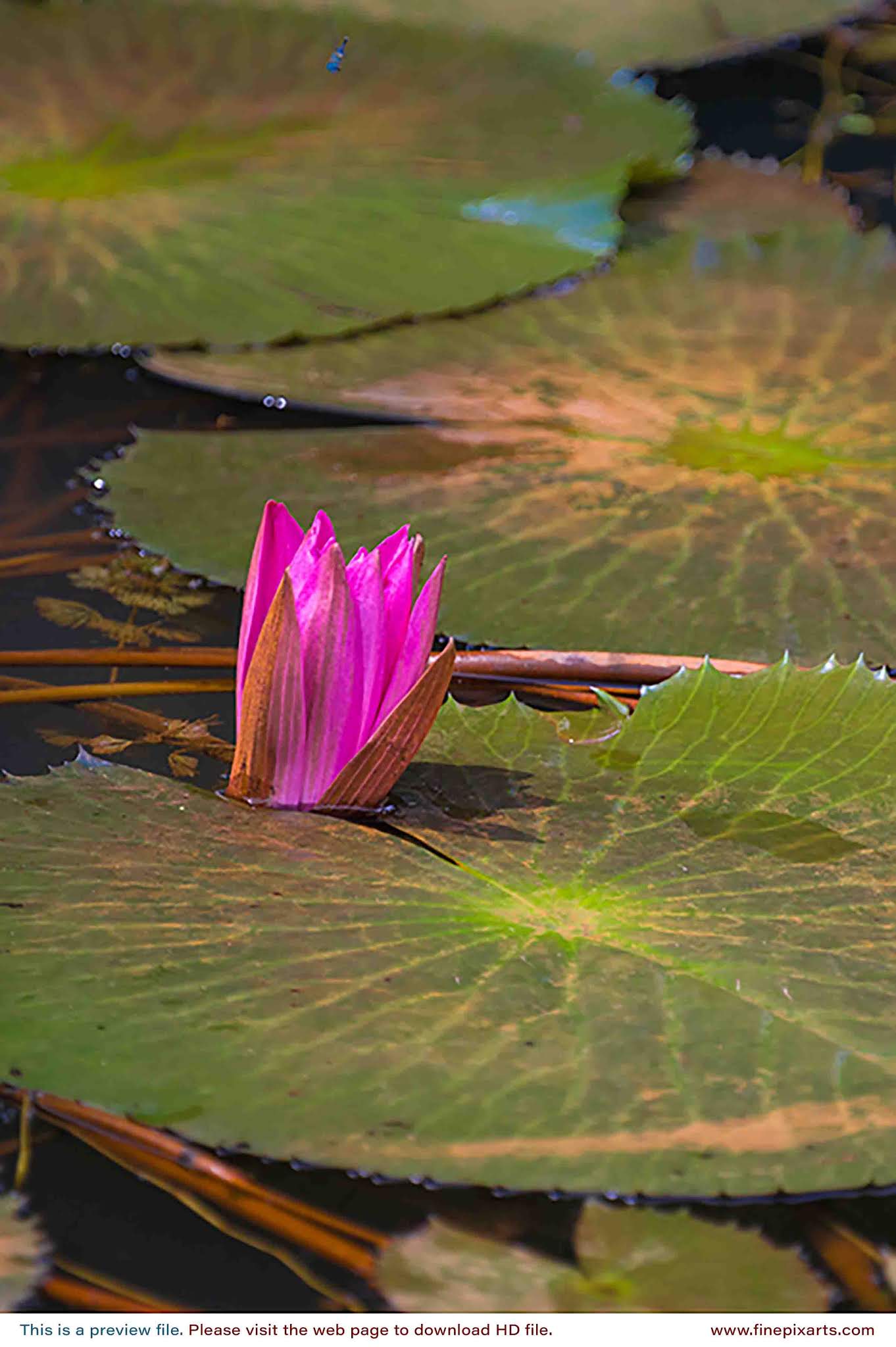 Pink water lily flower 0020