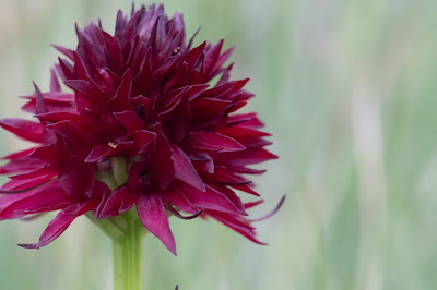 [Orchidaceae] Nigritella nigra rhellicani – Vanilla Orchid (Moretta, Vaniglia d’Alpe)