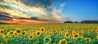 Sunflowers - Photo by Jeb Buchman on Unsplash