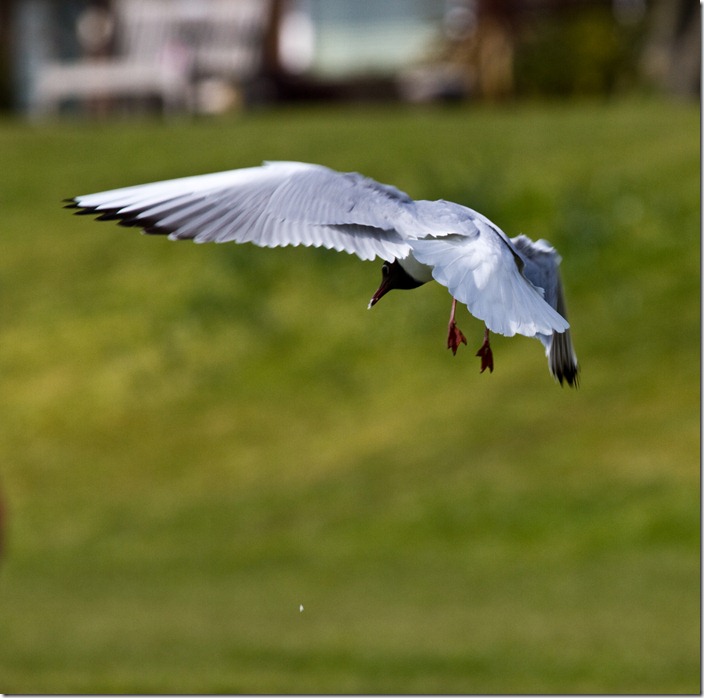 IMG_1724_edited-1
