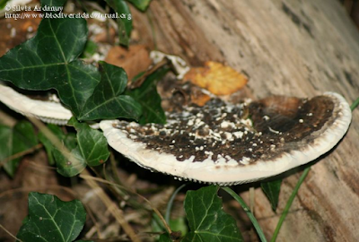 http://www.biodiversidadvirtual.org/hongos/Cellulariella-warnieri-%28Durieu-y-Mont.%29-Zmitr.-y-V.-Malysheva-2014-img108114.html