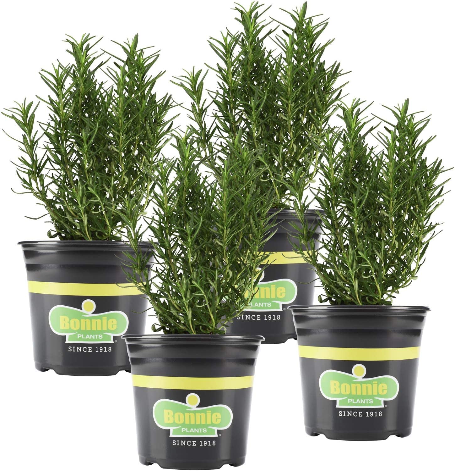 rosemary is a lovely, easy-to-grow plant with great culinary and ornamental value. A striking, upright evergreen shrub that is winter-hardy in zones 8 to 10