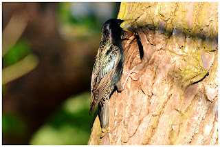 Szpak zwyczajny (Sturnus vulgaris)