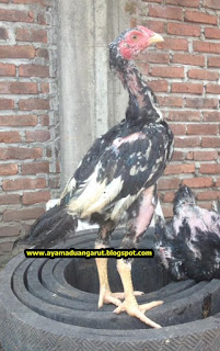 jual ayam burma pembunuh, anak ayam burma super, peternakan ayam bangkok burma, jual anakan ayam burma, pola dan jenis ayam burma, ayam bangkok pakhoy garut, peternak ayam burma di garut, jual anak ayam burma di surabaya, ayam petarung mangon burma super