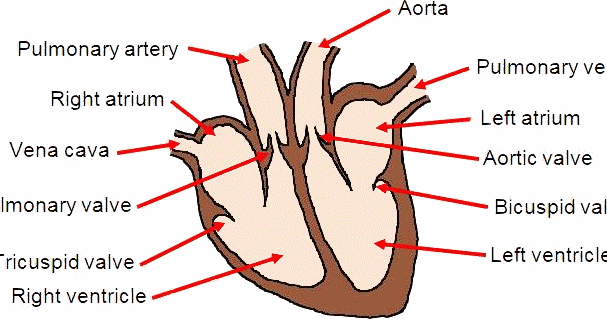 Cikgu Nurul's Blog: F3: C2 - Jantung Manusia dan Peredaran 