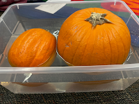 kindergarten pumpkin exploration and science
