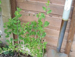 Goji berry - vertical growth