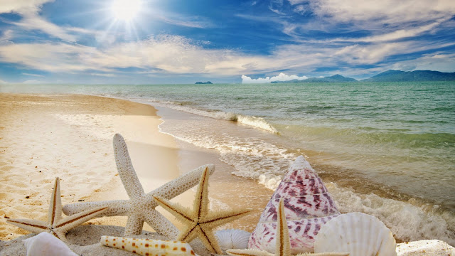 Estrellas de Mar y Caracoles en la playa