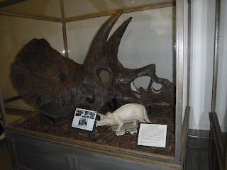 a triceratops skull and other fossils in a display case at the Museum of Geology at the South Dakota School of Mines