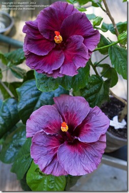 purple hibiscus 3