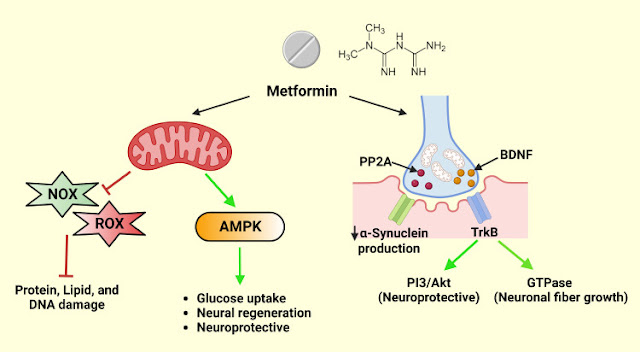 Peran Neuroprotektif