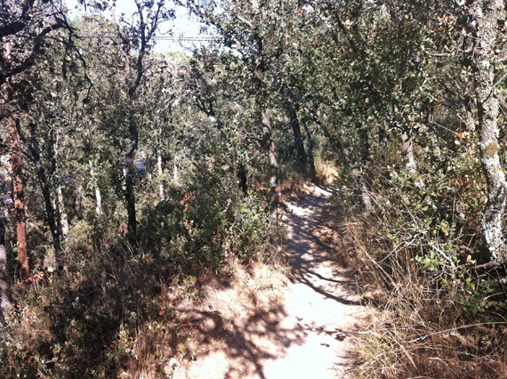 Ruta en bici por los senderos del Pardo, junio 2012