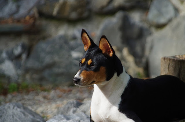 basenji-dog-profile