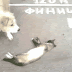 Funny Cat Playing Dead