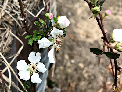 March 12, 2018 Not taking photos of flowers too windy, cold and rainy.