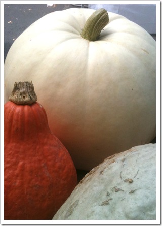 white pumpkin