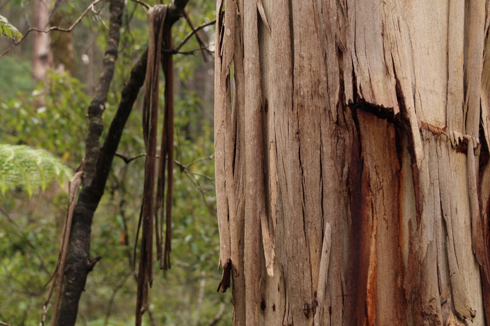 Bark