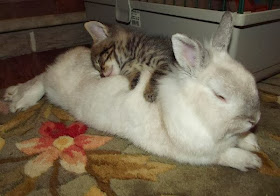 Funny animals of the week - 6 December 2013 (35 pics), kitten sleeping on rabbit