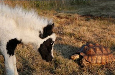 Einstein - The World's Smallest Horse Seen On www.coolpicturegallery.us